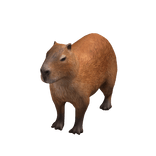 Capybara Suit