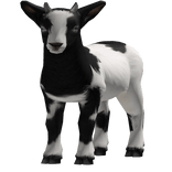 Carry a Baby Goat White