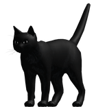 ✅ Cat