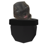 cat in yo pocket