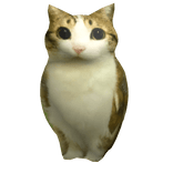 Cat Owl Meme