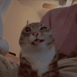 cat profile picture (pfp)