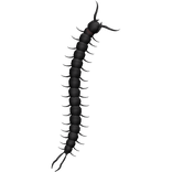 百足centipide snack w/ red bow