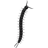 百足centipide snack w/ white bow