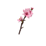 Cherry Blossom Sakura (Glowing Emissive)