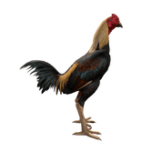 
Chicken Fighting V2 (Thai)