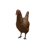 Chicken Suit