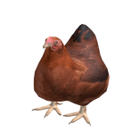 Chicken Suit
