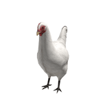 Chicken Suit