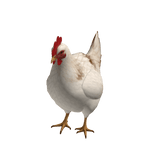 chiken