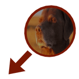 Cooked Dog Closing Eyes Meme Red Arrow and Circle