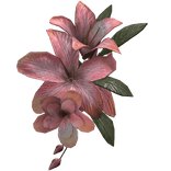 Coral Tropical Summer Face Flower