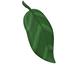 Cottage core Fairy leaf cape