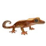 Crested Gecko Left Shoulder Pet
