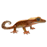 Crested Gecko Right Shoulder Pet