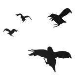 Crow