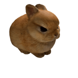 Cute angry bunny