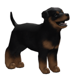 Cute Black Rottweiler Puppy Dog Waist Pet