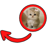 cute bowtie kitten red pointing meme circle