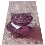 Cute Cat Cape