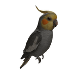 Cute Cockatiel Parrot ( Left Shoulder )