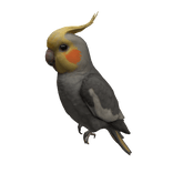 Cute Cockatiel Parrot ( Right Shoulder )