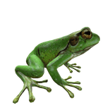 Cute Green Frog Right Shoulder Pet 