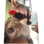Cute Raccoon Rose Cape