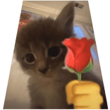 Cute Romantic Cat Cape