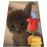 Cute Romantic Cat Cape