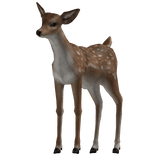 Cute Spotted Fallow Fawn Baby Deer Pet