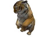 Cute Tiger