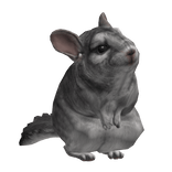 Cute Tiny Fluffy Grey Chinchilla Head Pet