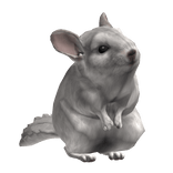 Cute Tiny Fluffy White Chinchilla Head Pet