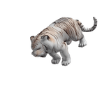 Cute White Tiger