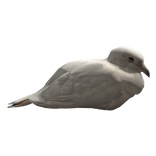Cutesy chilled out ringneck dove pal