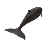 Cuvier's Beaked Whale