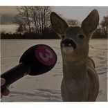 deer interview cube box meme