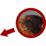 Dog Accepting Fate Red Circle