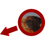 Dog Accepting Fate Red Circle