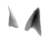 Dog White Ears