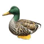 Duck Left Shoulder Pet 