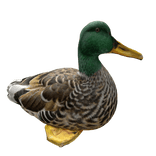 Duck Right Shoulder Pet 