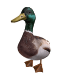 Duck Walking Behind You (Animal)