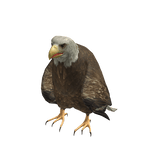 eagle