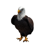 Eagle Suit
