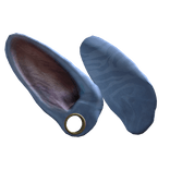 Ear