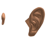 ear