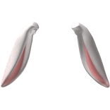 Easter Bunny Ears Down V3 | White