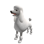 English Saddle Poodle